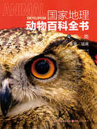 鸟类:水禽·猛禽(国家地理动物百科全书)在线阅读