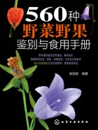 560种野菜野果鉴别与食用手册在线阅读