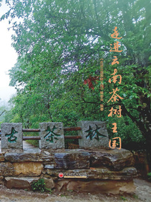 走進云南茶樹王國