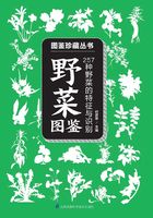 野菜图鉴（图鉴珍藏丛书）