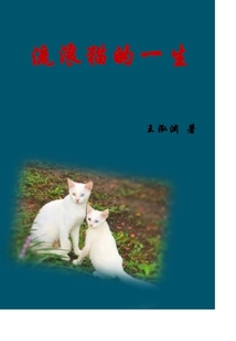 流浪貓的一生