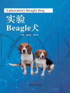 实验Beagle犬