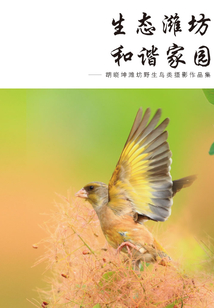 生態濰坊 和諧家園：胡曉坤濰坊野生鳥類攝影作品集