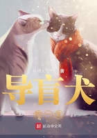 导盲犬的一生