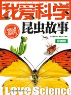 我爱科学：昆虫故事（彩图版）在线阅读