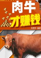 这样养肉牛才赚钱在线阅读