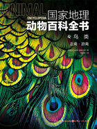 鸟类:走禽·游禽(国家地理动物百科全书)在线阅读