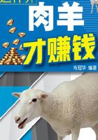 这样养肉羊才赚钱