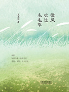 微风吹过毛毛草