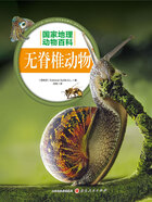 无脊椎动物(国家地理动物百科)在线阅读