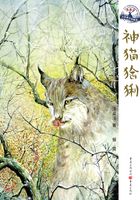 神猫猞猁在线阅读