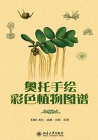 奥托手绘彩色植物图谱