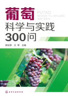 葡萄科学与实践300问在线阅读