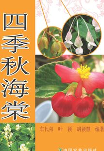 四季秋海棠