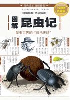 图解：昆虫记在线阅读