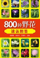 800种野花速认图鉴