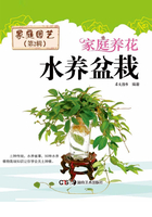家庭养花：水养盆栽