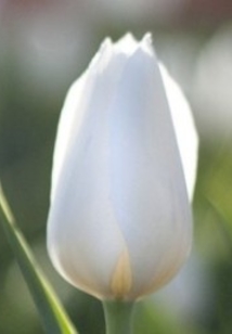 曇花一現(xiàn)：相思不苦