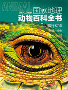 爬行动物:蜥蜴·鳄鱼(国家地理动物百科全书)在线阅读