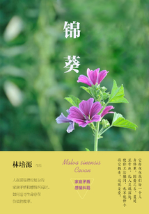 錦葵