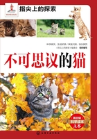 不可思议的猫