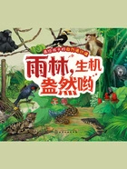 画给孩子的自然通识课:雨林,生机盎然哟在线阅读