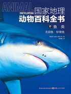 鱼类:无颌鱼·软骨鱼(国家地理动物百科全书)在线阅读