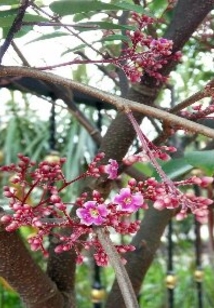 紫月燼西閣燃