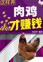 这样养肉鸡才赚钱