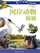 河岸动物探秘(野生动物大探秘)在线阅读