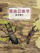 昆虫立体书：装甲勇士在线阅读
