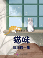 猫咪琥珀的一生在线阅读