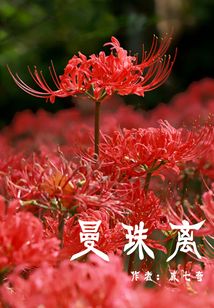 曼珠離