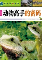 动物高手的密码(大自然的密码)在线阅读
