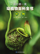 我的第一套动植物百科全书:植物在线阅读