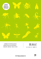 新课标：昆虫记