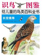 长空鹰隼(识鸟图鉴:给儿童的鸟百科全书)在线阅读