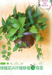 綠植花卉扦插移植與育苗
