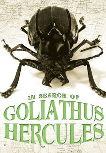 In Search of Goliathus Hercules