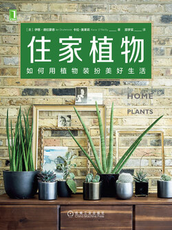 住家植物：如何用植物装扮美好生活