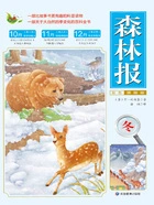 森林报:冬(彩色插图版)在线阅读