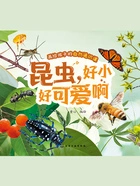 画给孩子的自然通识课:昆虫,好小好可爱啊在线阅读