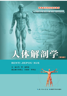 人体解剖学