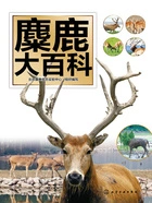 麋鹿大百科在线阅读