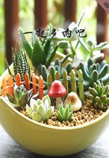 一起多肉吧^ ^（千種豆瓣高分原創(chuàng)作品·懂生活）