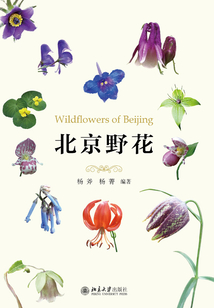 北京野花