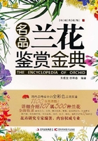 名品兰花鉴赏金典在线阅读