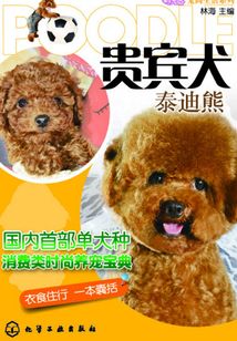 貴賓犬：泰迪熊