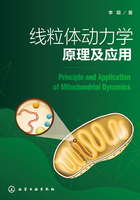 线粒体动力学原理及应用