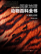 哺乳动物:肉食动物(国家地理动物百科全书)在线阅读
